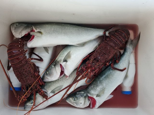 Summer inshore staples